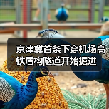 京津冀首条下穿机场高铁盾构隧道开始掘进(图2) 京津冀首条下穿机场高铁盾构隧道开始掘进(图2)