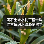 国家重大水利工程――珠江三角洲水资源配置工程正式通水（图3）